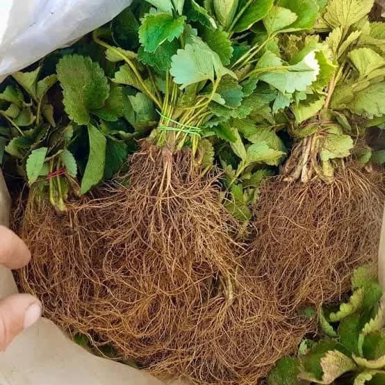 Копаная рассада клубники — пучки с листьями