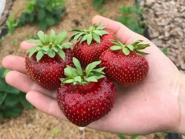 Клубника Мальвина — ягоды на ладони